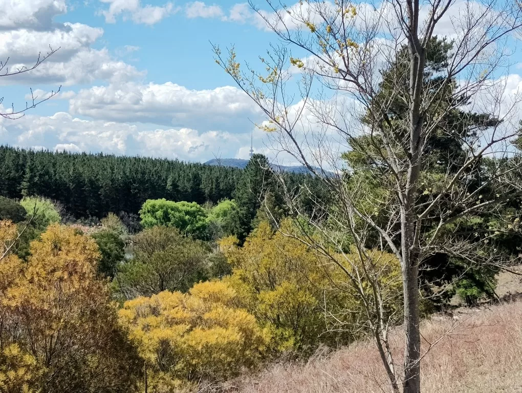 Molonglo river corridor - Canberra nature walk